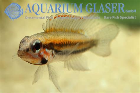 Apistogramma Psammophila Aquarium Glaser Gmbh