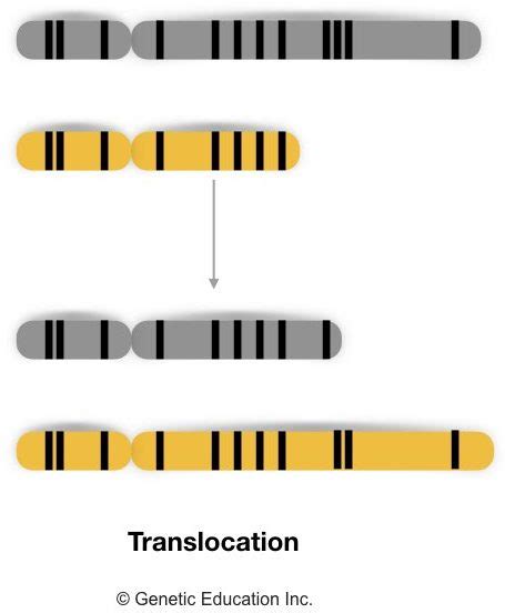 Genetic Mutations- Definition, Types, Causes and Examples – Genetic ...