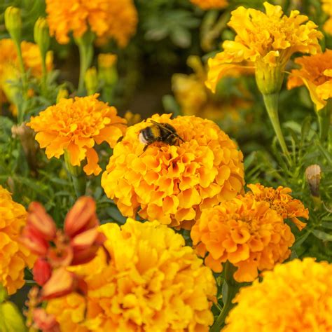 Marigold Seeds - Crackerjack Mix - Heirloom Untreated NON-GMO From Canada