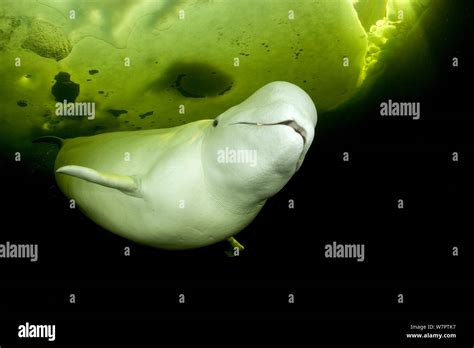 Beluga Whale Delphinapterus Leucas Swimming Under Ice Arctic Circle