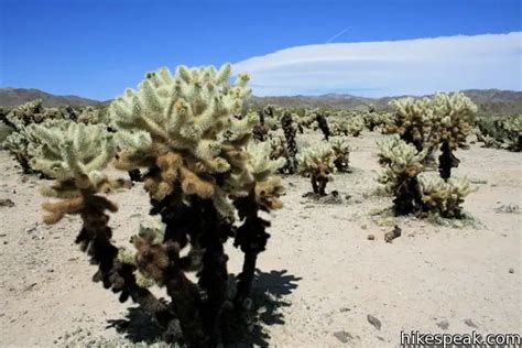 Cholla Cactus Garden | Joshua Tree | Hikespeak.com