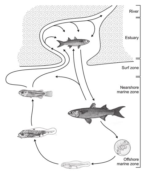 Generalised Life Cycle Of The Flathead Mullet Mugil Cephalus After