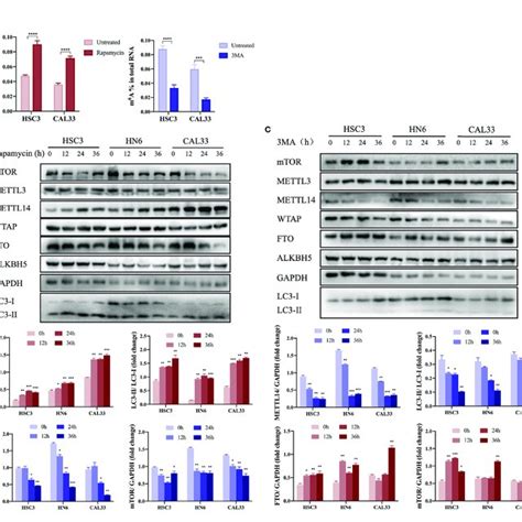 METTL14 Down Regulated EIF4G1 MRNA Stability In A YTHDF2 Mediated M 6