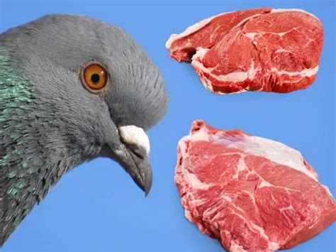 How Do Pigeons Eat Meat?