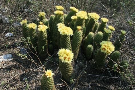 Biznaga Partida Parada Familia Cactaceae En Guanajuato Biodiversity All