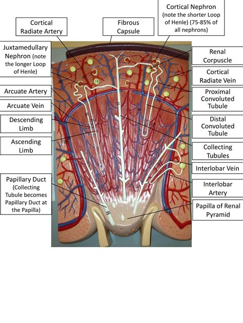 Cortical Radiate Artery