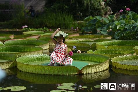 中科院北京植物园上演王莲载人大众网