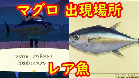 【レア魚】マグロ 釣れる場所 出現入手場所 攻略【あつまれ どうぶつの森 あつ森】 Youtube