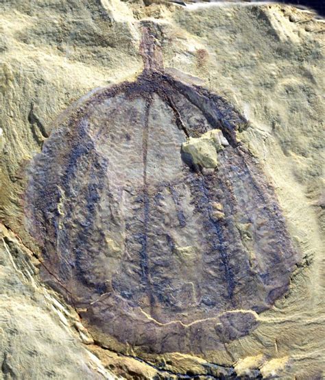 600-million-year-old fossils that reveal the world’s first animals ...