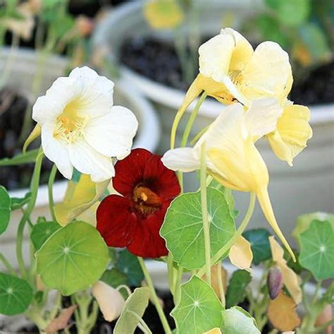 Amazon Chuxay Garden Night And Day Nasturtium Flower Seed