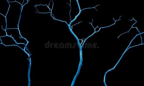 Naked Tree On Black Stock Photo Image Of Twig Nature