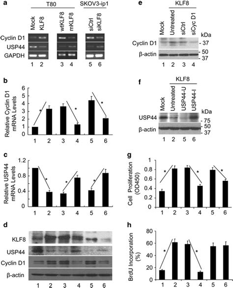 Klf8 Promotes Proliferation By Upregulating Cyclin D1 And Download