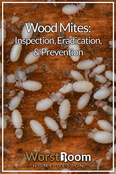 Wood Mites: Inspection, Eradication, & Prevention in 2023 | Home health ...