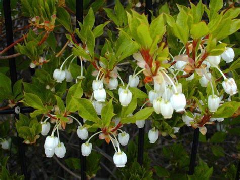Растение Энкиантус: фото, сорта, выращивание, посадка и уход