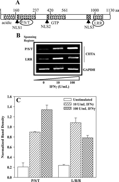 Down Regulation Of Mhc Ii In Mesenchymal Stem Cells At High Ifn γ Can