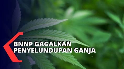 BNNP Banten Gagalkan Penyelundupan 57 Kg Ganja YouTube