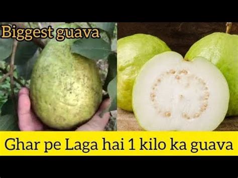 2 Sal Ki Guava Ke Ped Mein Lage Do Guava 1 Kilo Ke Biggest Guava Tasty