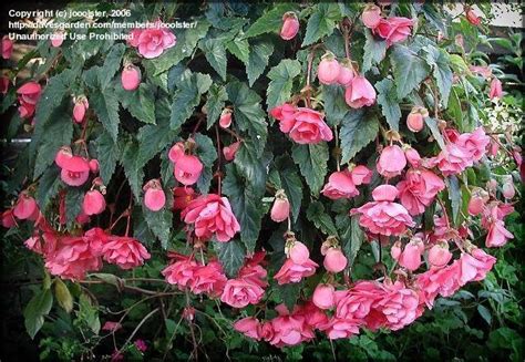 Tropicals & Tender Perennials: Tuberous Begonias - Sun, Shade, or Inbetween?, 1 by jooolster