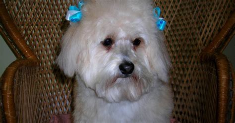 The Healthy Dog: Bichon Frise Pomeranian Mix Breed