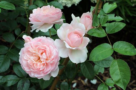 Роза парковая Вилдив