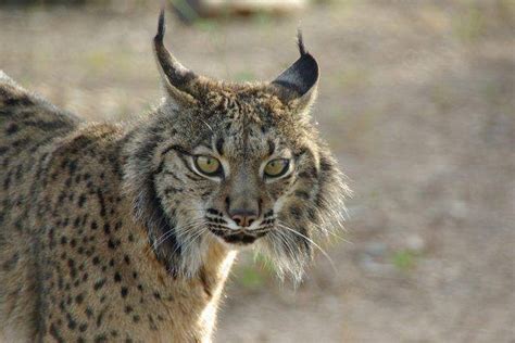 Sabugal Coloca Algum Descrédito” Na Reintrodução Do Lince Na Malcata