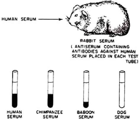 11 Precipitin based Serological Test showing Evolutionary Relationship ...