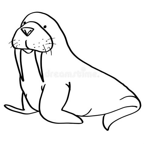 Walrus Face Drawing