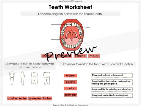 Teeth Year 4 Teaching Resources