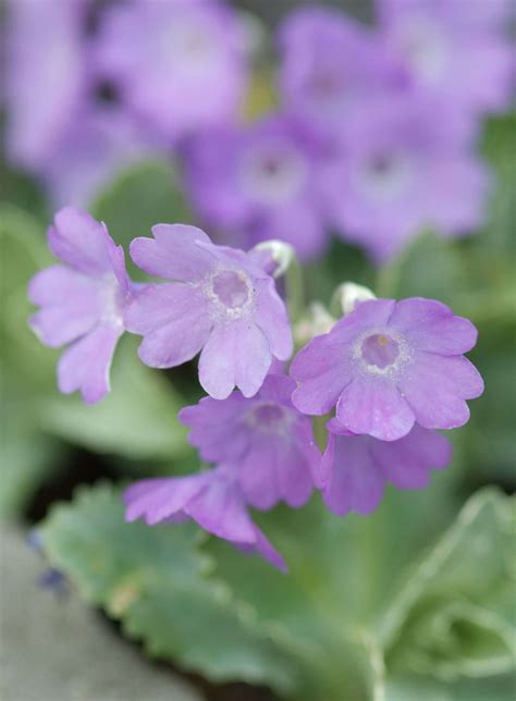 Blauwe Bloemen Vaste Plant Bloemen