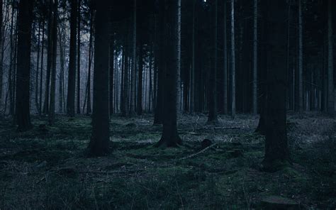 wallpaper for desktop, laptop | mj52-forest-dark-night-trees-nature