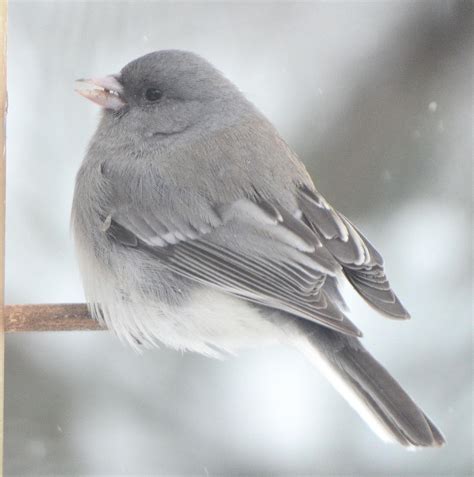 BirdsEye Photography: Review Photos