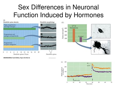 Ppt Sex Differentiation And Dimorphism Powerpoint Presentation Free