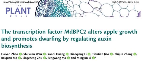 The Plant Cell：dap Seq技术助力揭示bbrbpc家族的mdbpc2转录因子调控苹果生长素的生物合成从而促进苹果生长及矮化