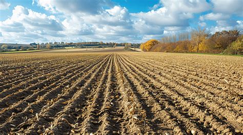 Agricultural Field On Which Reap A Crop Of Cereals Background Agriculture Wheat Crop