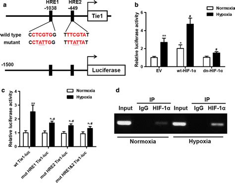 HIF 1α directly binds to the Tie1 promoter a Diagram showing the two