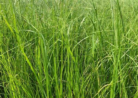 Teffgrass Yaz Otu Tohumu 25 Kg Eşref Şekerli