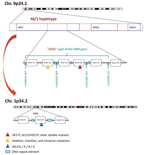 The Haplotype Associated With A Predisposition To Mutation In The