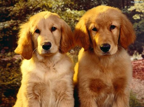 Golden Retriever Dwa Szczeniaki Na Pulpit