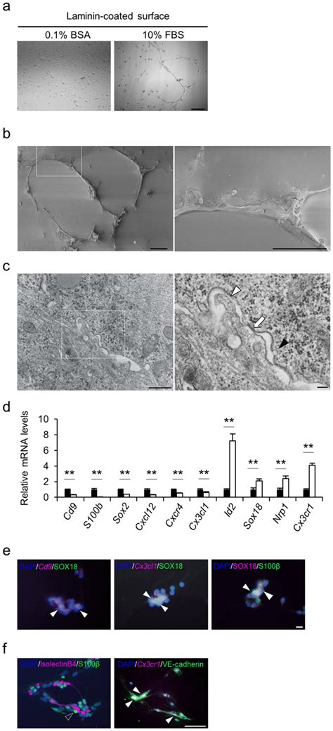 Differentiation Of Isolated Cd9 Positive Cells Into Endothelial Cells