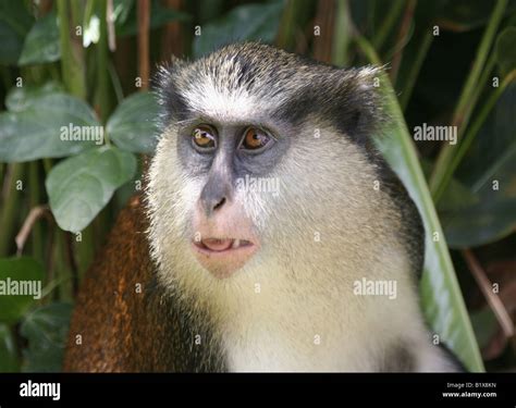 A Wild Mona Monkey Or Cercopithecus Mona In The Forest In Grenada Stock