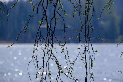 Spring Tree Branches With Small Fresh Leaves Over Water Body Background