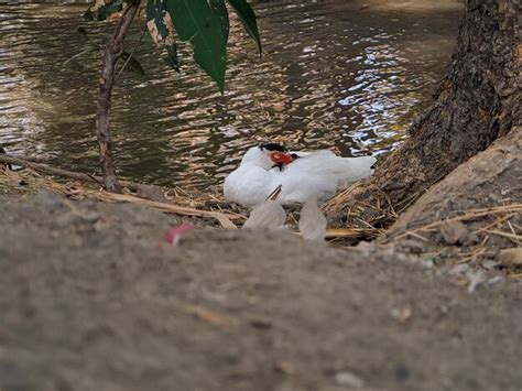 Premium Photo Experience Elegance And Grace With The White Swan A