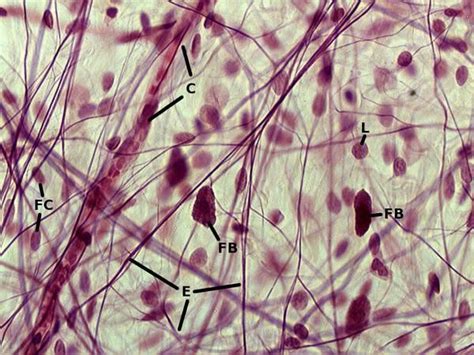 Areolar Connective Tissue Description Cells In Fluid Gel Matrix Function Binds Organs Location