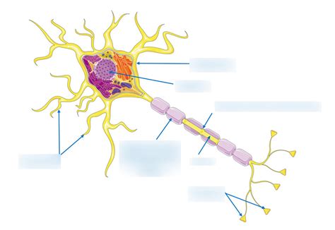 Neuron Modell Diagramm Biomedizin Diagram Quizlet