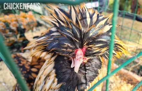 Scissor Beak Or Cross Beak In Chickens Causes And Treatment Chicken Fans