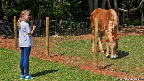 Jimmy Carter National Historical Park | ANIMALS AT THE CARTER FARM