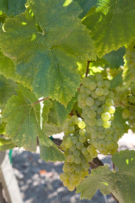 Image Clusters Of Ripe Malbec Wine Grapes On The Vine High Res Stock