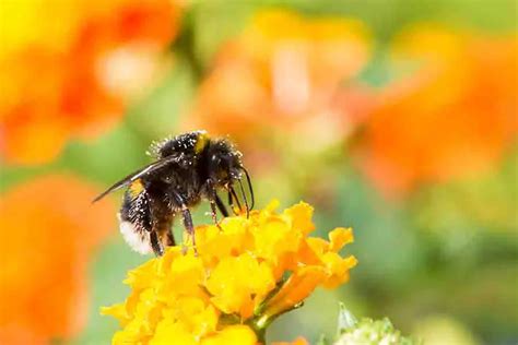 Flores Que Atraen A Las Abejas Farmacia Cinca