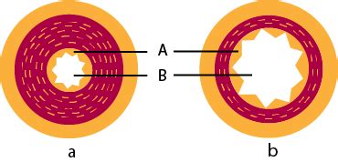 The Diagram Given Below Shows The Cross Section Of Two Kinds Of Blood