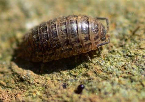 Pill Bugs Everything You Need To Know